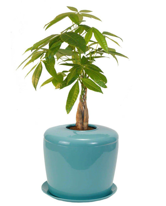 cremation plant pot The Living Urn Indoors / Patio Celadon Blue / Ficus Retusa Tree