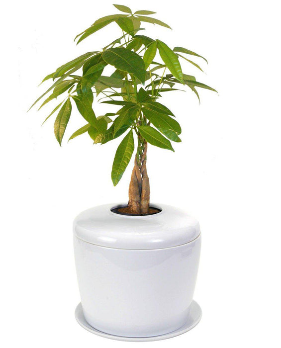 indoor urn plant The Living Urn Indoors / Patio Celadon Blue / Ficus Retusa Tree